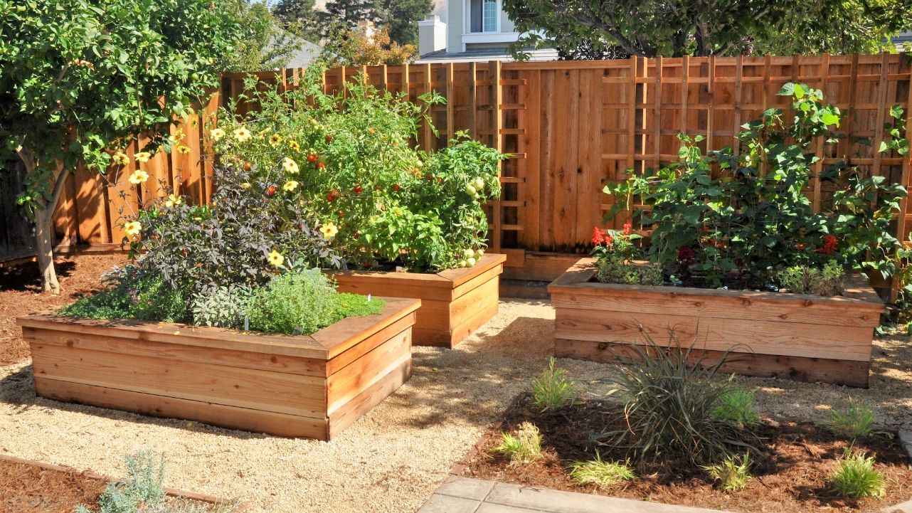 warm springs redwood raised gardens in backyard renovation